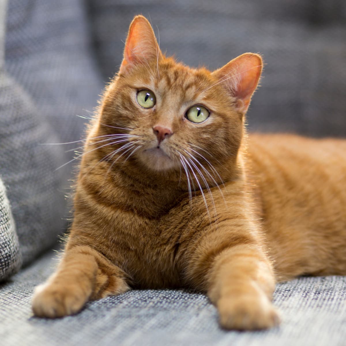 All about cats episode - The Space Coast Pet Podcast cover