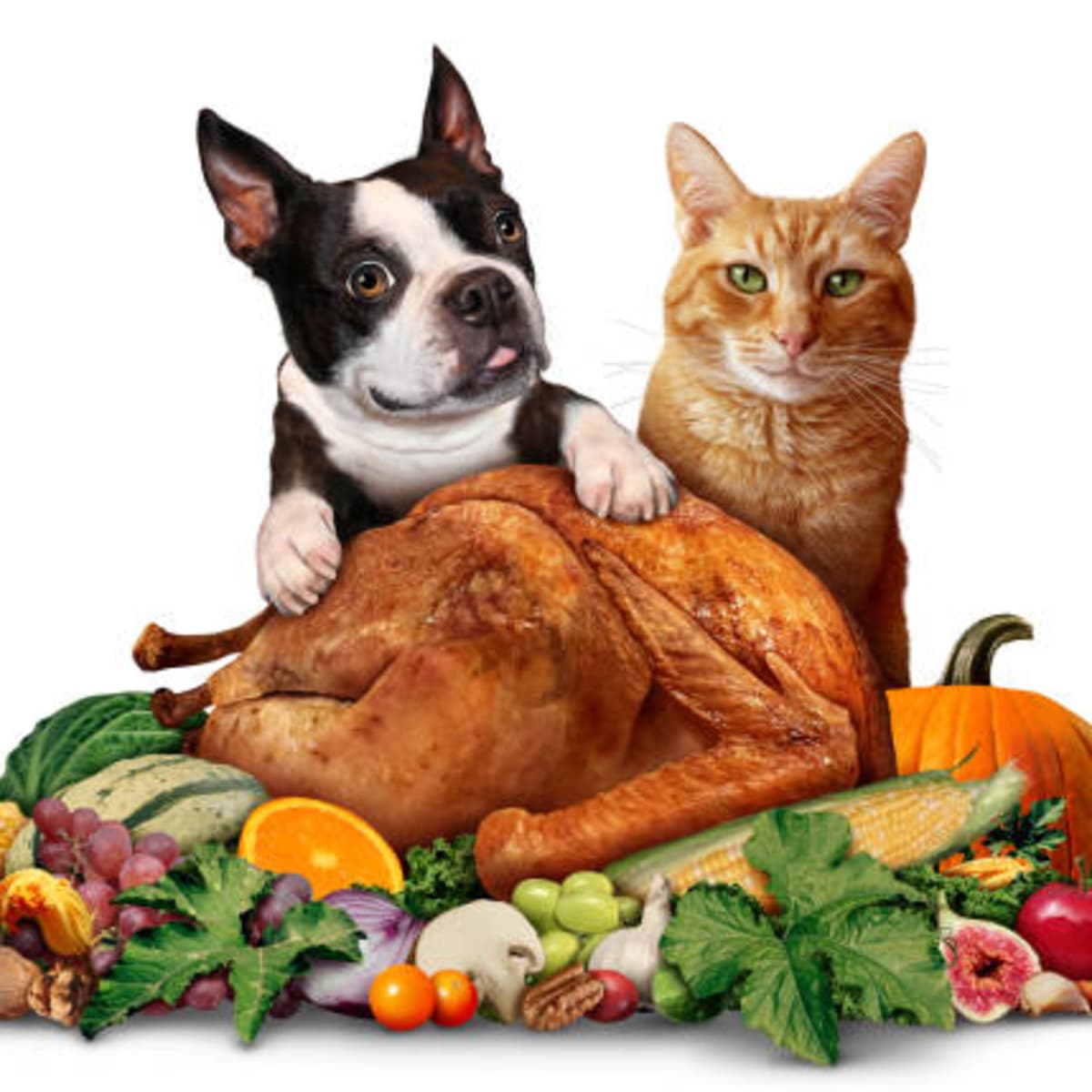 Happy Thanksgiving from Dr. Roger! - The Space Coast Pet Podcast cover