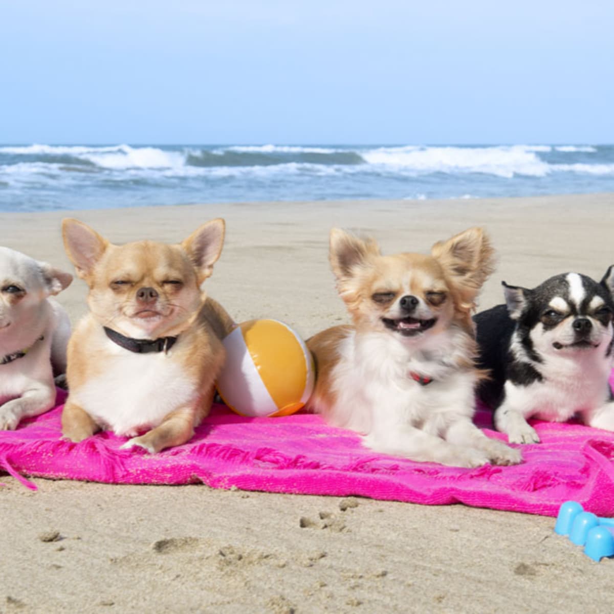 Preparing pets for a safe and healthy summer - The Space Coast Pet Podcast cover