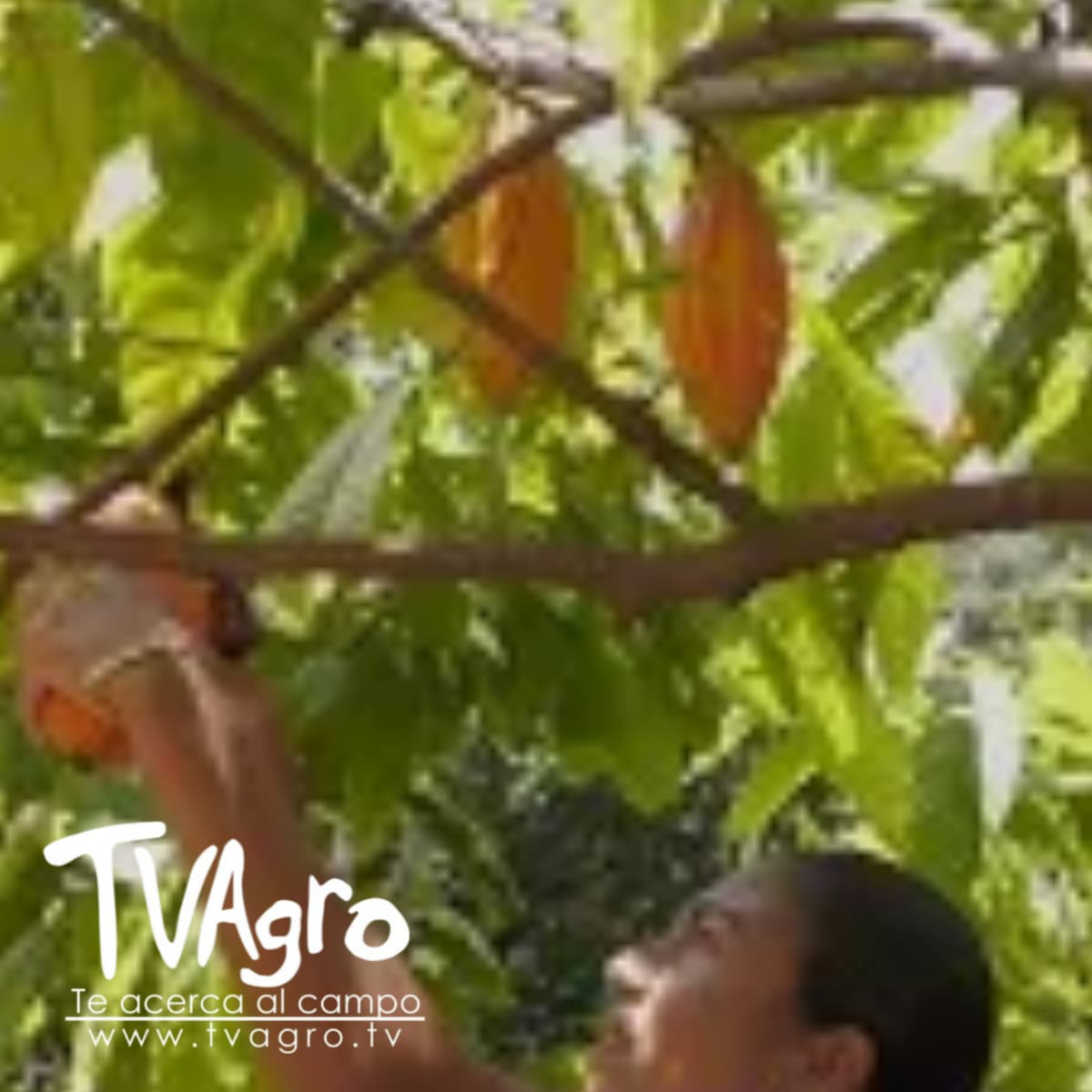 Sembrando Futuro: Estudiantes Rurales Ven sus Fincas como Empresas - TvAgro por Juan Gonzalo Angel - TV AGRO cover