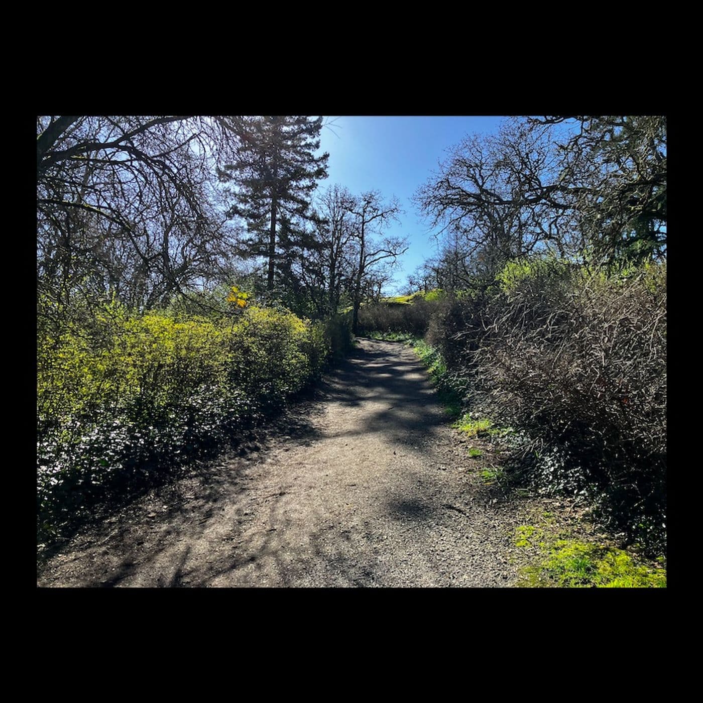 Top Loop Romp - The Running Jackal cover