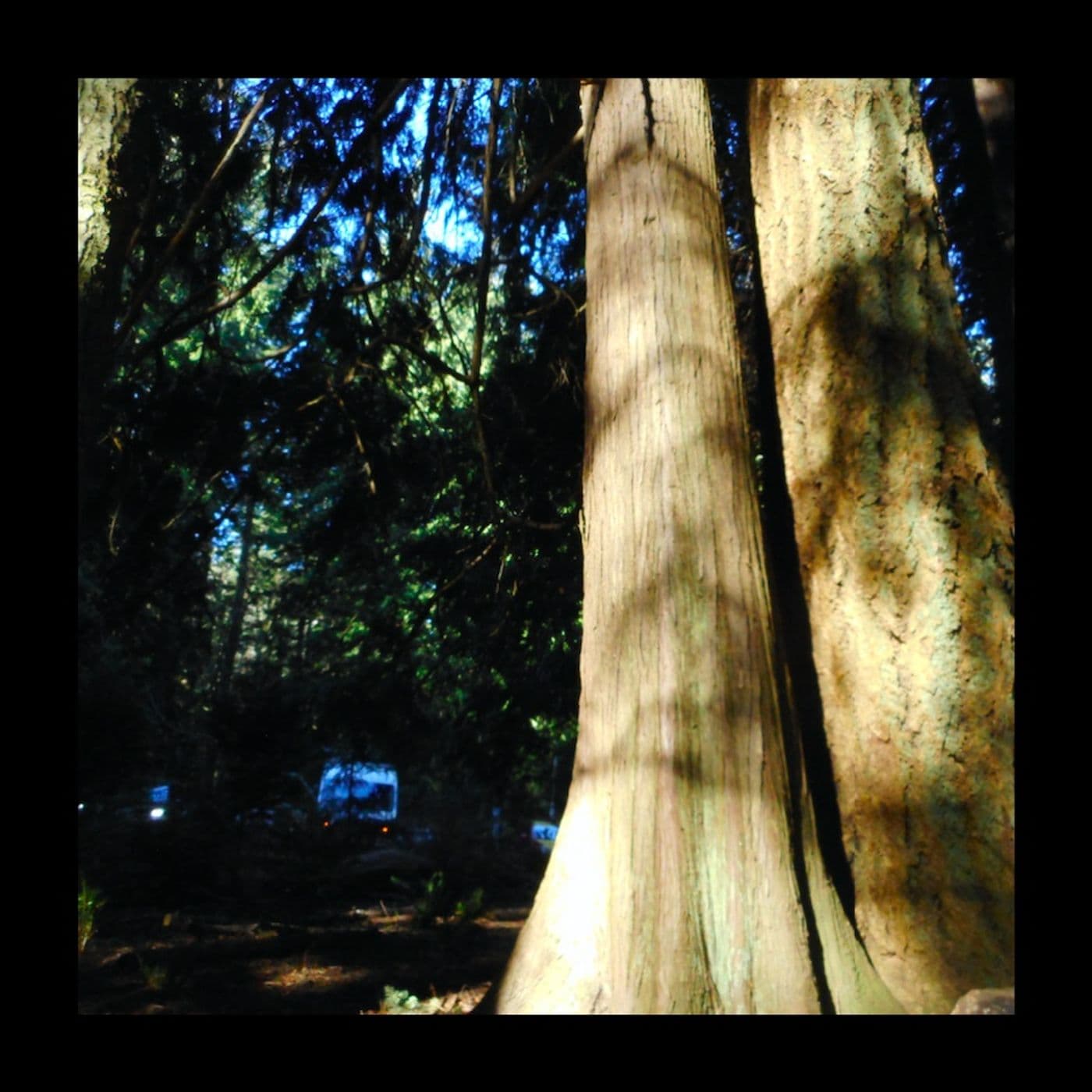 Patrick's Trail Loop - The Running Jackal cover
