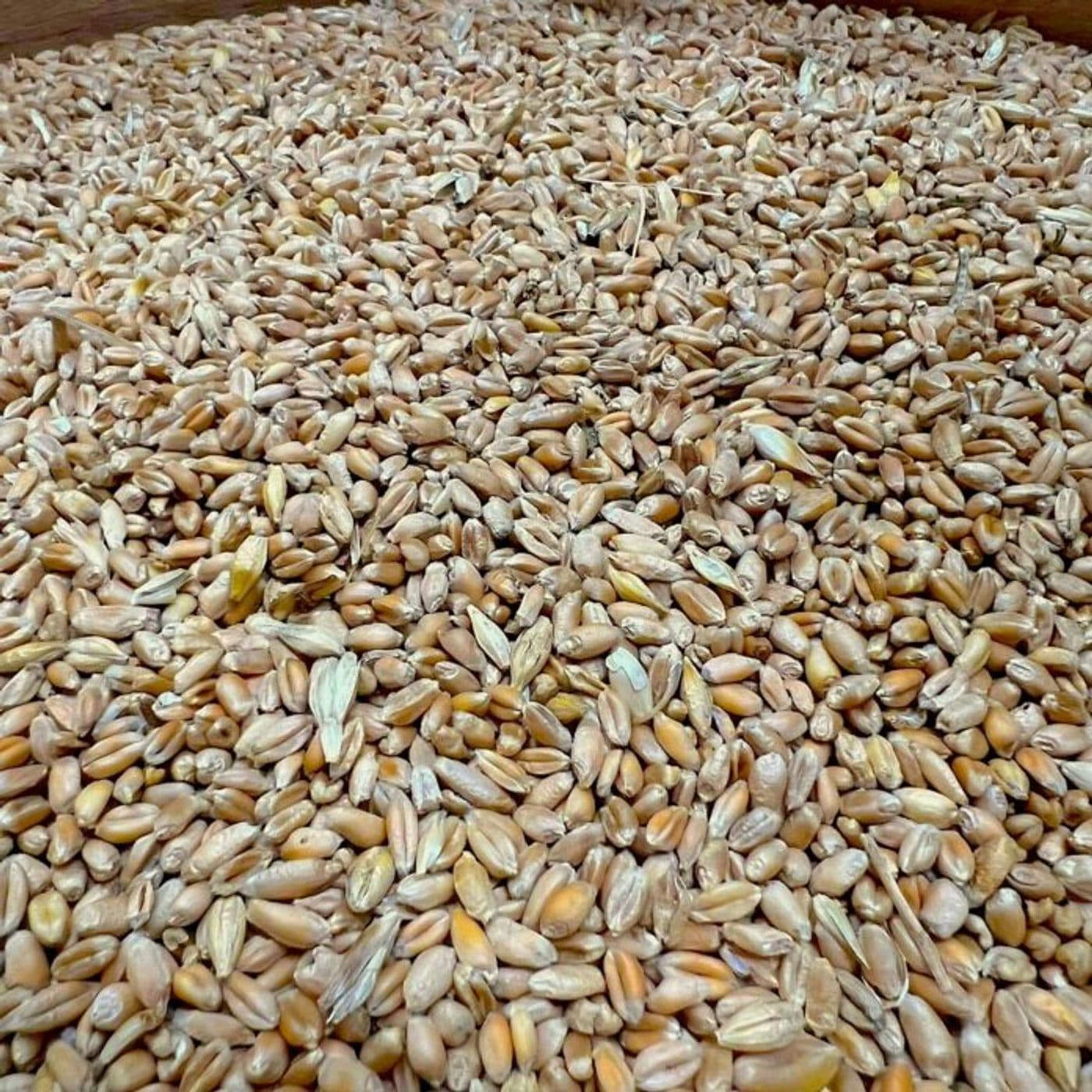 La distribuzione delle sementi - Cereali Resilienti. cover