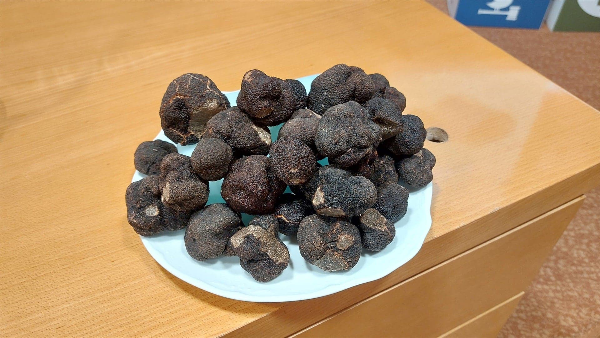 La búsqueda de la trufa en Soria - Más de uno cover