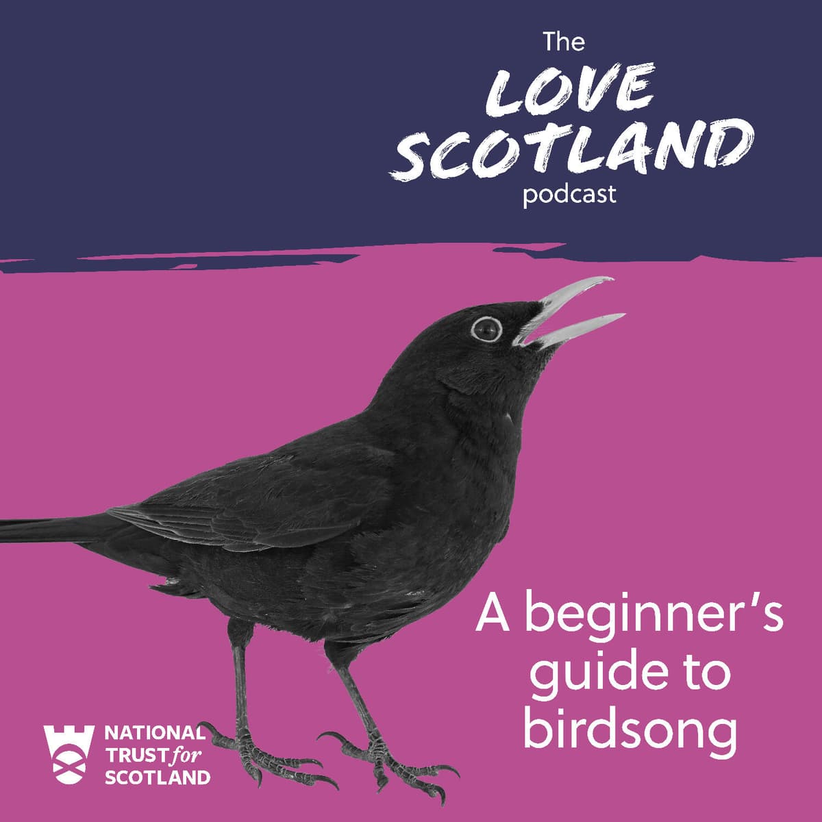 A beginner's guide to birdsong - Love Scotland: Stories of Scotland's History and Nature cover