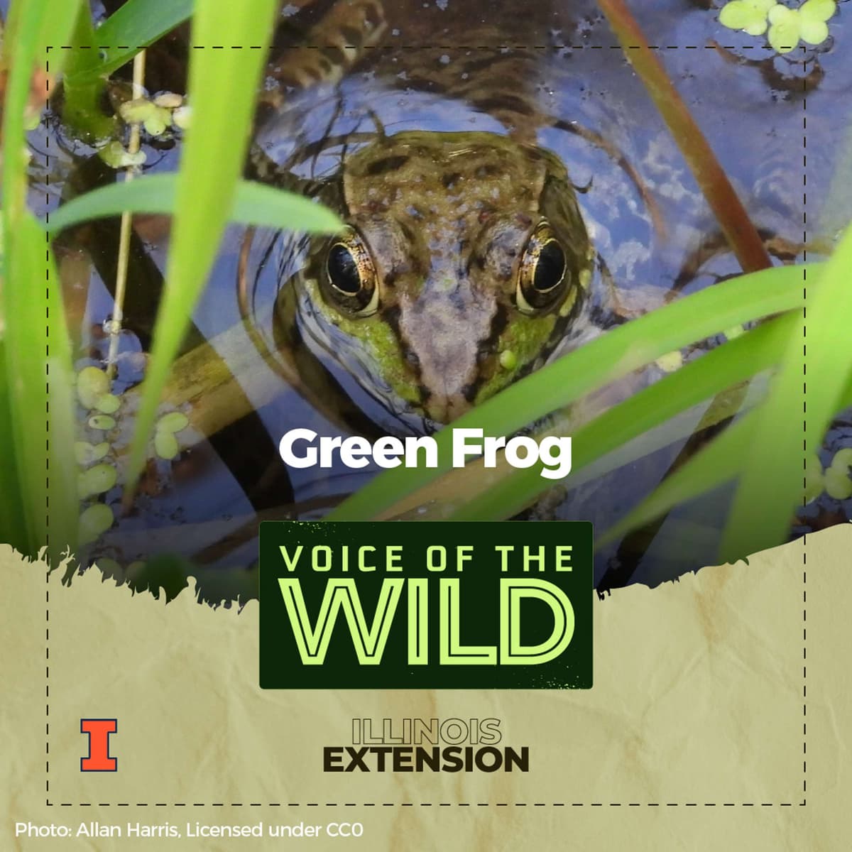 Episode 61: Green Frog – Voice of the Wild - Voice of the Wild cover