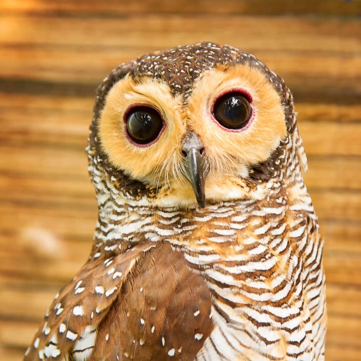 Saving the Spotted Owl - The Nature Photography Podcast cover