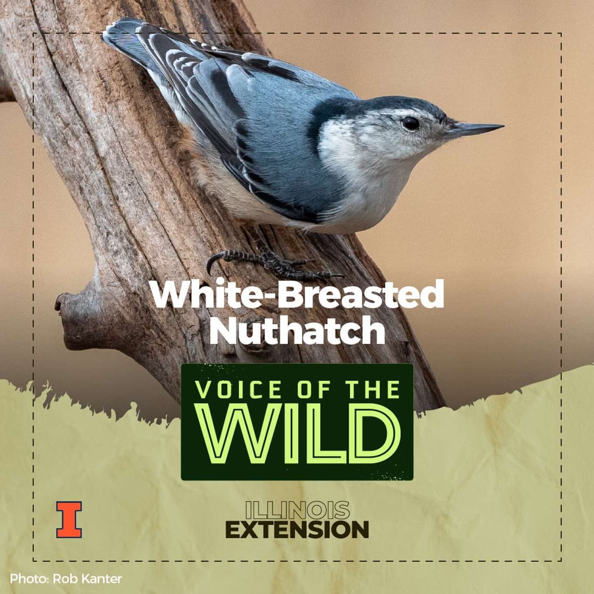 Episode 93: White-Breasted Nuthatch – Voice of the Wild - Voice of the Wild cover