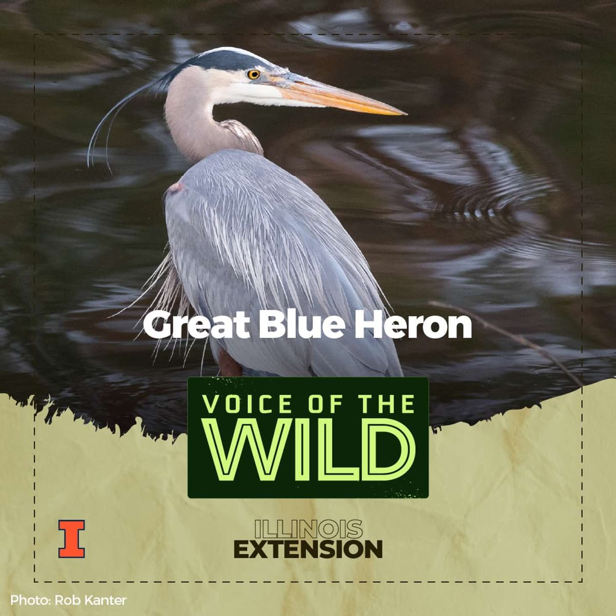 Episode 92: Great Blue Heron – Voice of the Wild - Voice of the Wild cover