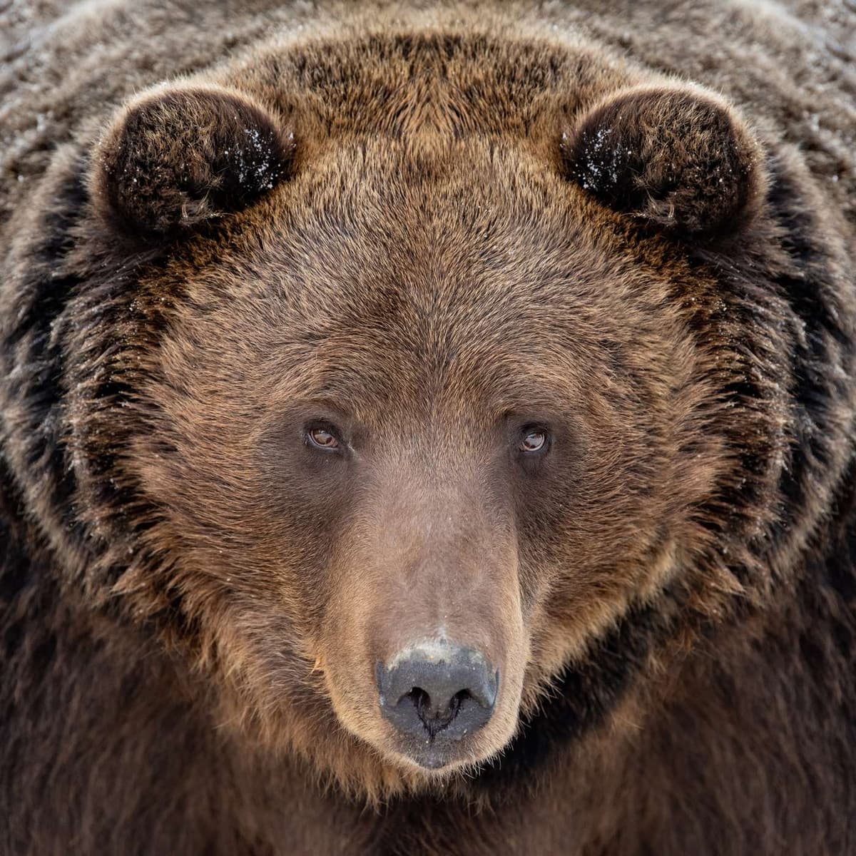 Grizzly Bears - The Nature Photography Podcast cover