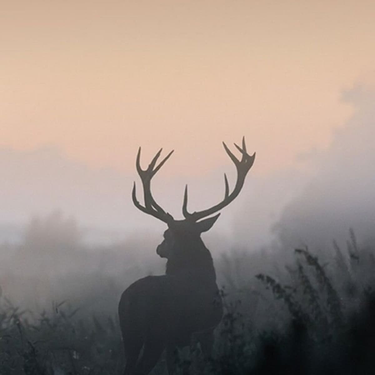 Episode 13 - Nature - Voie Poétique - Poésie et philosophie cover