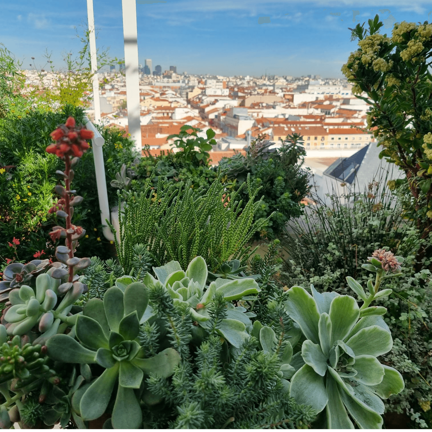 Meterse en un jardín | Plantas suculentas - Hoy por Hoy cover