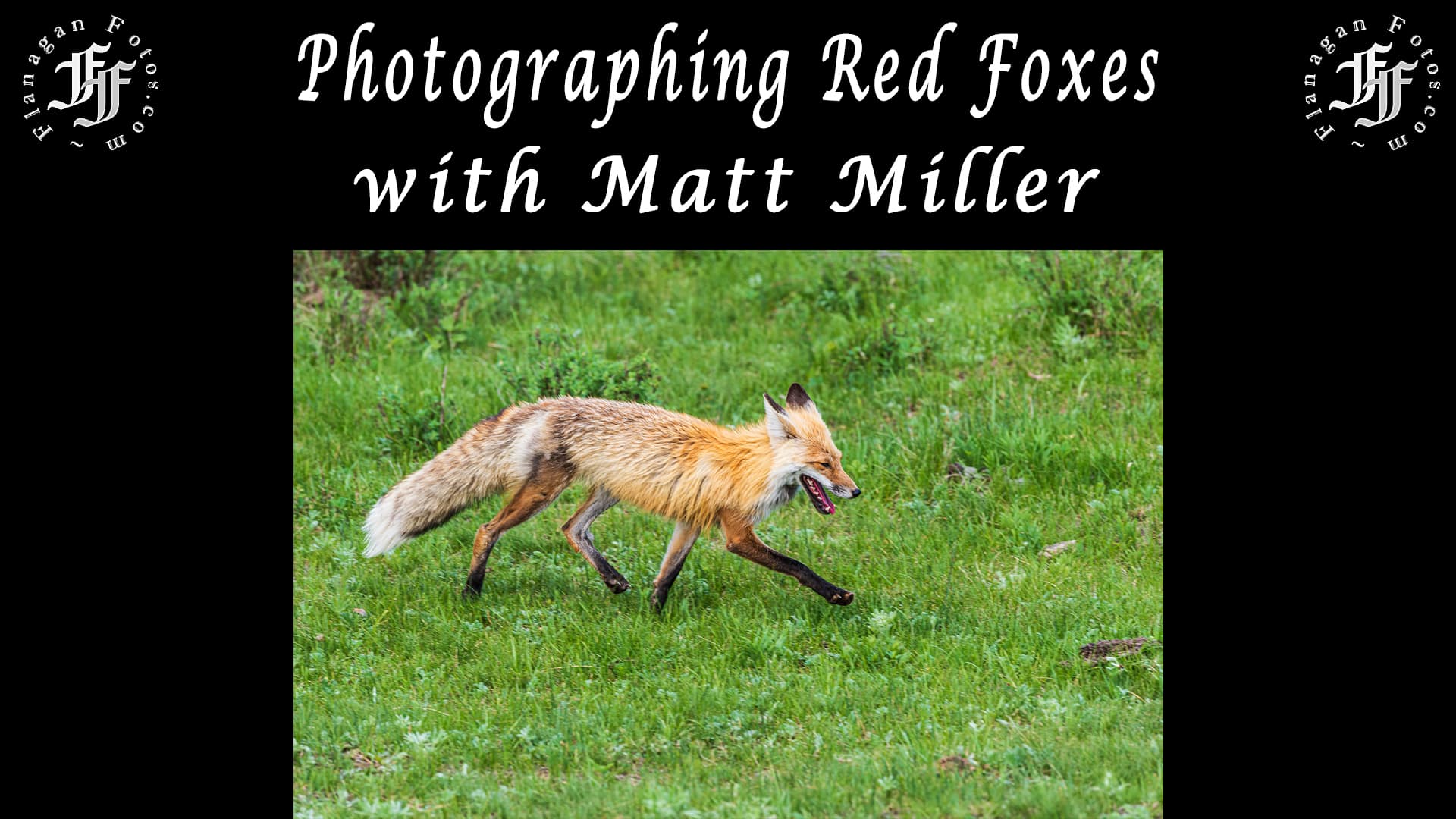 Finding and Photographing Red Foxes with Matt Miller - Photographing the West podcast cover