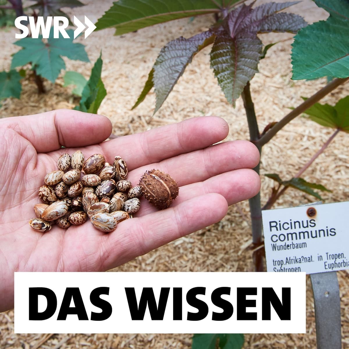 Neue Biowaffen – Wie gefährlich sind Viren, Bakterien und Pflanzensamen? - Das Wissen | SWR cover